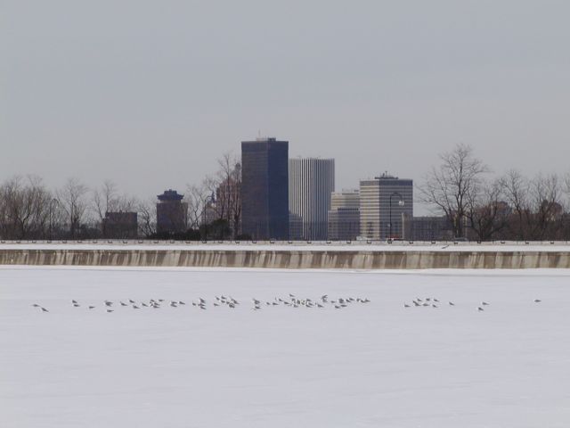 Picture Birds take refuge upon the ice of the Cobbs Hill Reservoir Downtown Rochester NY skyline center background. Rochester NY February 22nd 2003 POD winter Picture Of The Day view picture photo image picture pictures photos images