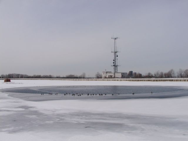 Picture Birds take refuge upon the ice of the Cobbs Hill Reservoir Downtown Rochester NY skyline center background. Rochester NY February 23rd 2003 POD winter Picture Of The Day view picture photo image picture pictures photos images
