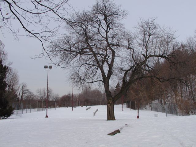 Picture a leafless shade tree stands watch over the snow covered tennis courts at Cobbs Hill Park Rochester NY winter view. Rochester NY March 1st 2003 POD winter Picture Of The Day view picture photo image picture pictures photos images