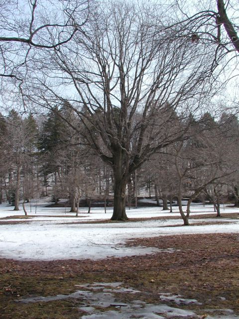 Picture Leafless trees large and small join pines in the mud, ice, and snow of spring at the Cobbs Hill Park and Reservior. Rochester NY March 21st 2003 POD spring Picture Of The Day view picture photo image picture pictures photos images