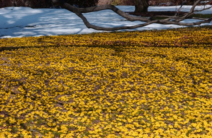 Picture - Flowers And Snow On The George Eastman House Lawn. 24 Hour Fresh 2PM. Mar 23rd 2005 POD. - Rochester NY Picture Of The Day from RocPic.Com spring summer fall winter pictures photos images people buildings events concerts festivals photo image at new images daily Rochester New York Fall I Love NY I luv NY Rochester New York 2004 POD view picture photo image pictures photos images