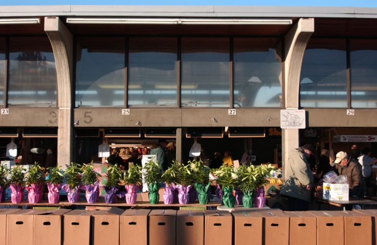 Picture - Easter Plants At The Public Market. Fresh 7:06 AM March 26th 2005 POD.  - Rochester NY Picture Of The Day from RocPic.Com spring summer fall winter pictures photos images people buildings events concerts festivals photo image at new images daily Rochester New York Fall I Love NY I luv NY Rochester New York 2004 POD view picture photo image pictures photos images