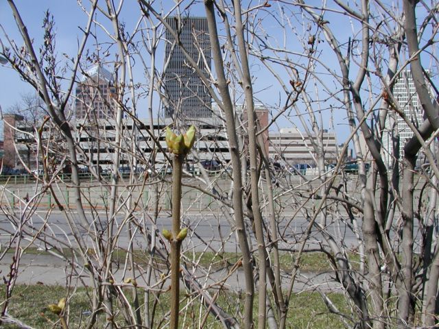 Picture Spring buds at the secret park near Monroe Ave, in view of the downtown Rochester NY skyline. Rochester NY New York March 28th 2003 POD spring Picture Of The Day view picture photo image picture pictures photos images