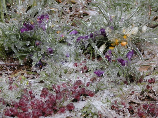 Picture Rochester NY Ice Storm 2003. April 4th 2003 brought showers of freezing rain.  I recalled seeing this group of flowers around March 28th while wandering Rochester's neighborhoods, here they are under ice. DigitalSter.Com 64 more images shot on April 4th 2003 are at the RocPic.Com web site from the link above or below. Rochester NY New York April 5th 2003 POD spring Picture Of The Day view picture photo image picture pictures photos images