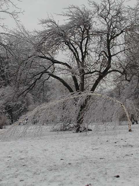 Picture Cobbs Hill Rochester Ice Storm 2003 A Birch tree bends but does not break under the weight of a coating of ice. Cobbs Hill Park view shot April 5th 2003 DigitalSter.Com 64 more images shot on April 4th 2003 and 66 shot April 5th  are at the RocPic.Com web site from the link above or below. Rochester NY New York April 8th 2003 POD spring Picture Of The Day view picture photo image picture pictures photos images