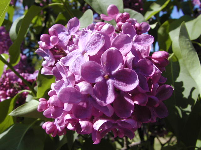 Picture Lilacs in full bloom Rochester NY Lilac Festival May 11th 2002. Click link for Lilac Festival 2003 information.  This is one of 160 images of last years Lilac Festival Parade that are published for the first time at RocPic.Com. It's been a long winter, soon Rochester will look like this. Rochester NY New York April 10th 2003 POD spring Picture Of The Day view picture photo image picture pictures photos images