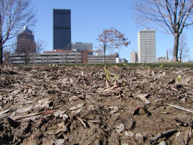 Picture Raw earth, spring Rochester NY. Plant life sprouts from the untilled earth, along the edge of the secret park. Bausch and Lomb, Frontier Communications, Xerox, Midtown Plaza, and HSBC fill the background. Rochester NY New York April 11th 2003 POD spring Picture Of The Day view picture photo image picture pictures photos images