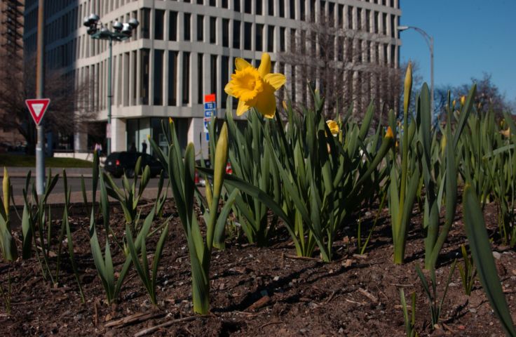 Picture - Yield For Daffodils. Fresh 5:04 PM. Apr 11th 2005 POD. - Rochester NY Picture Of The Day from RocPic.Com spring summer fall winter pictures photos images people buildings events concerts festivals photo image at new images daily Rochester New York Fall I Love NY I luv NY Rochester New York 2004 POD view picture photo image pictures photos images