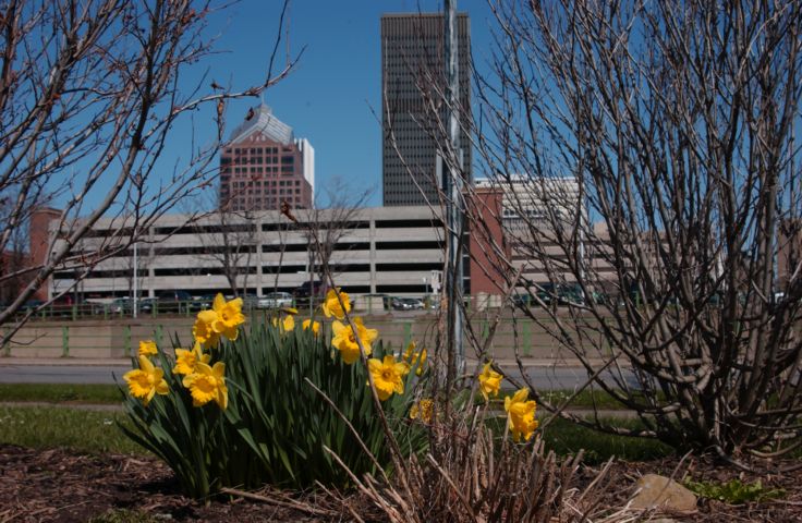 Picture Daffodils Rochester NY Skyline. 24 hour fresh 11:25 AM. Apr 16th 2004 POD. - Rochester NY Picture Of The Day from RocPic.Com spring summer fall winter pictures photos images people buildings events concerts festivals photo image at new images daily Rochester New York Fall I Love NY I luv NY Rochester New York Jan 2004 POD Winter view picture photo image pictures photos images