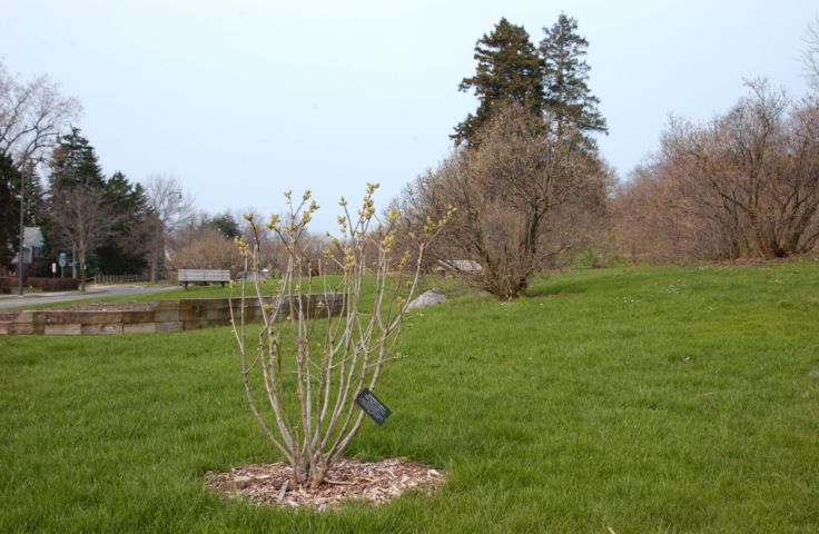 Picture A Budding Lilac Bush at Highland Park Rochester NY, site of the May 14th thru May 23rd 2004 Lilac Festival. 24 hour fresh 9:18 AM. Apr 18th 2004 POD. - Rochester NY Picture Of The Day from RocPic.Com spring summer fall winter pictures photos images people buildings events concerts festivals photo image at new images daily Rochester New York Fall I Love NY I luv NY Rochester New York Jan 2004 POD Winter view picture photo image pictures photos images