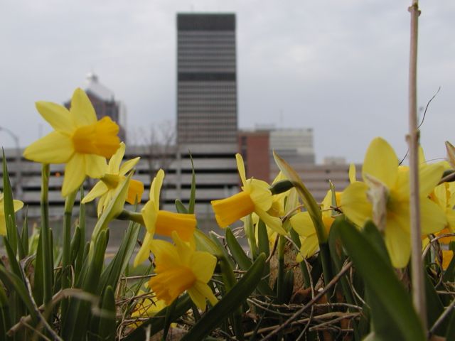 Picture Easter Sunday Daffodils against the Rochester NY Skyline of Bausch and Lomb, Xerox, and Midtown Plaza. Picture of the Day Spring I Love NY I luv NY Rochester New York April 20th 2003 POD spring view picture photo image pictures photos images