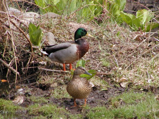 Picture two ducks enjoying the Rochester NY weather in a runoff stream from the Erie Canal. Picture of the Day Spring I Love NY I luv NY Rochester New York April 23rd 2003 POD spring view picture photo image pictures photos images