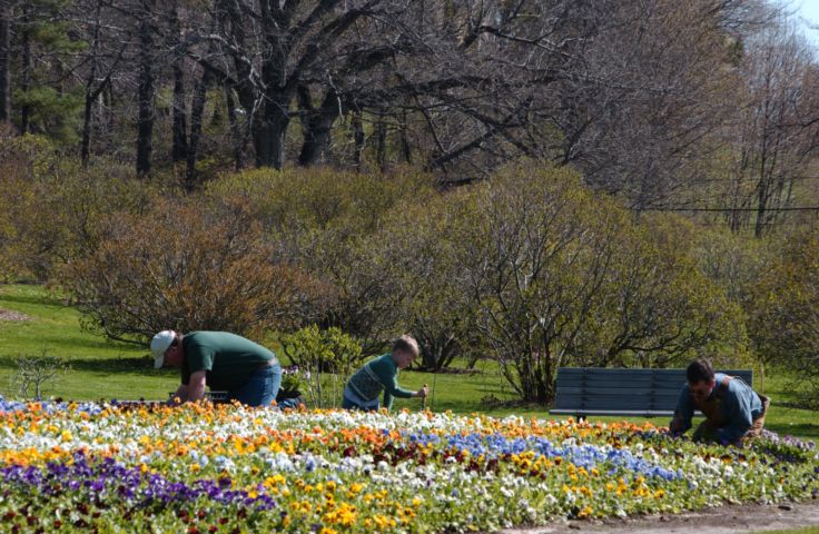 Picture Men At Work. Monroe County Parks Department Workers Planting The Pansy Bed In Preperation For The 2004 Lilac Festival. Fresh 10:23 AM. Apr 24th 2004 POD. - Rochester NY Picture Of The Day from RocPic.Com spring summer fall winter pictures photos images people buildings events concerts festivals photo image at new images daily Rochester New York Fall I Love NY I luv NY Rochester New York Jan 2004 POD Winter view picture photo image pictures photos images