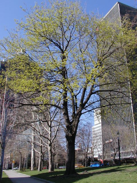 Picture Central Beauty Washington Square Park Rochester NY Bausch and Lomb to the left, Xerox Tower to the right, Mother Nature the star of the show dead center. Happy spring Rochester New York Picture of the Day Spring I Love NY I luv NY Rochester New York April 25th 2003 POD spring view picture photo image pictures photos images