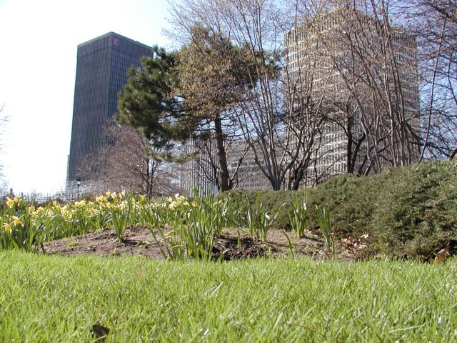 Picture Lawn and garden of Daffodils on grounds of the Strong Museum. On the left, that is the First Universalist Church on S. Clinton Ave hiding behind the first Daffodil. Xerox and HSBC are a bit more obvious...  Rochester New York Picture Of The Day from DigitalSter.Com & RocPic.Com spring summer fall winter pictures photos images people buildings events concerts festivals photo image at digitalster.com new images daily 2003 Rochester NY New York Picture of the Day Spring I Love NY I luv NY Rochester New York April 27th 2003 POD spring view picture photo image pictures photos images