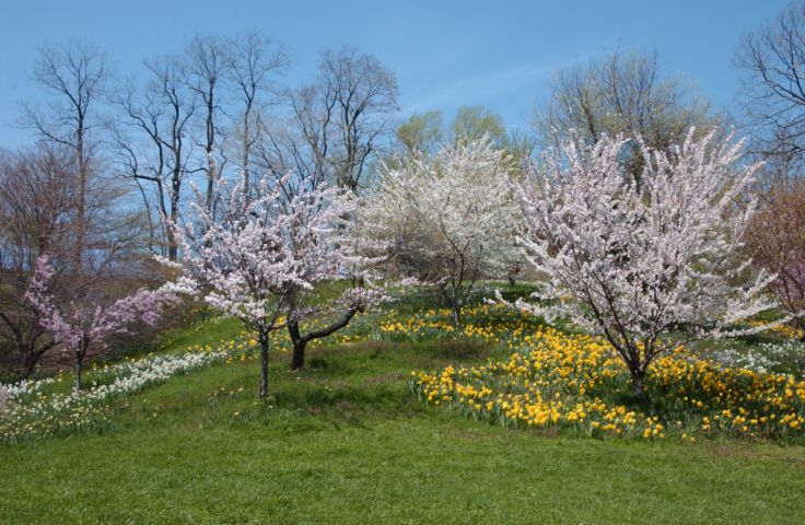 Picture A Few Lilacs Are Beginning To Bloom, But Highland Park Is Looking Beautiful! Fresh 1:41 PM Apr 29th 2004 POD. - Rochester NY Picture Of The Day from RocPic.Com spring summer fall winter pictures photos images people buildings events concerts festivals photo image at new images daily Rochester New York Fall I Love NY I luv NY Rochester New York Jan 2004 POD Winter view picture photo image pictures photos images