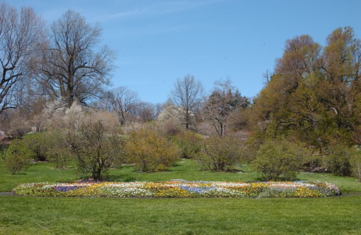 Picture Highland Park Pansy Bed. 24 hour fresh 1:45 PM Apr 30th 2004 POD. - Rochester NY Picture Of The Day from RocPic.Com spring summer fall winter pictures photos images people buildings events concerts festivals photo image at new images daily Rochester New York Fall I Love NY I luv NY Rochester New York Jan 2004 POD Winter view picture photo image pictures photos images