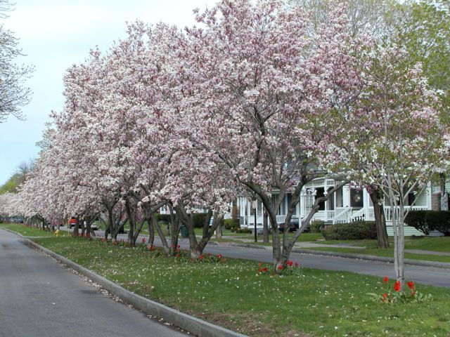 Picture Magnolia Trees in bloom on the Oxford St Mall Links on this page to photos of the same area courtosey of the Rochester Public Library. Rochester New York Picture Of The Day from DigitalSter.Com & RocPic.Com spring summer fall winter pictures photos images people buildings events concerts festivals photo image at digitalster.com new images daily 2003 Rochester New York Spring I Love NY I luv NY Rochester New York May 3rd 2003 POD spring view picture photo image pictures photos images