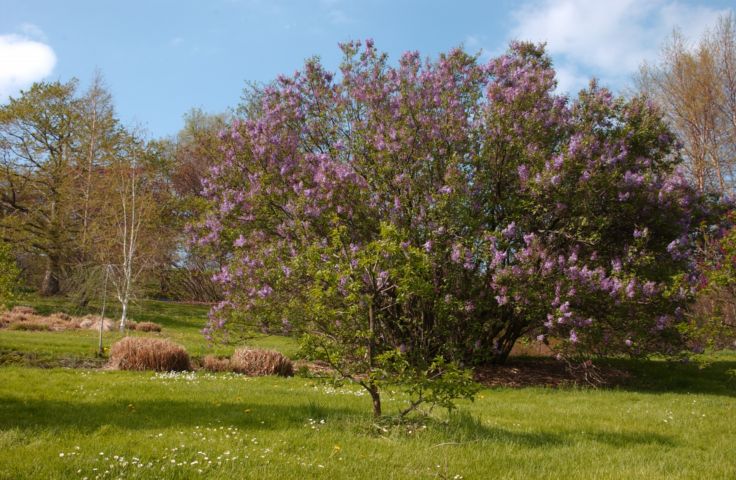 Picture Lilac Bushes Are Beginning To Bloom At Highland Park. Fresh 4:55 p.m. May 5th 2004 POD. - Rochester NY Picture Of The Day from RocPic.Com spring summer fall winter pictures photos images people buildings events concerts festivals photo image at new images daily Rochester New York Fall I Love NY I luv NY Rochester New York Jan 2004 POD Winter view picture photo image pictures photos images