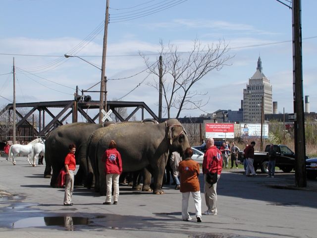 Picture Ringling Bros. and Barnum & Bailey Circus will be in town May 7th - 11th click links for ticket information and ordering. Links on this page to photos and postcards of the same subject courtousey of the Rochester Public Library. Rochester New York Picture Of The Day from DigitalSter.Com & RocPic.Com spring summer fall winter pictures photos images people buildings events concerts festivals photo image at digitalster.com new images daily 2003 Rochester New York Spring I Love NY I luv NY Rochester New York May 7th 2003 POD spring view picture photo image pictures photos images