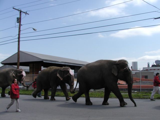 Picture Ringling Bros. and Barnum & Bailey Circus will be in town May 7th - 11th click links for ticket information and ordering. Links on this page to photos and postcards of the same subject courtousey of the Rochester Public Library. Rochester New York Picture Of The Day from DigitalSter.Com & RocPic.Com spring summer fall winter pictures photos images people buildings events concerts festivals photo image at digitalster.com new images daily 2003 Rochester New York Spring I Love NY I luv NY Rochester New York May 8th 2003 POD spring view picture photo image pictures photos images