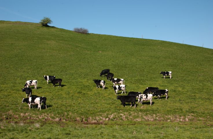 Picture Cows On The Hillside. Faas Rd. Manchester NY. 24 hour fresh 9:30 a.m. May 8th 2004 POD. - Rochester NY Picture Of The Day from RocPic.Com spring summer fall winter pictures photos images people buildings events concerts festivals photo image at new images daily Rochester New York Fall I Love NY I luv NY Rochester New York Jan 2004 POD Winter view picture photo image pictures photos images