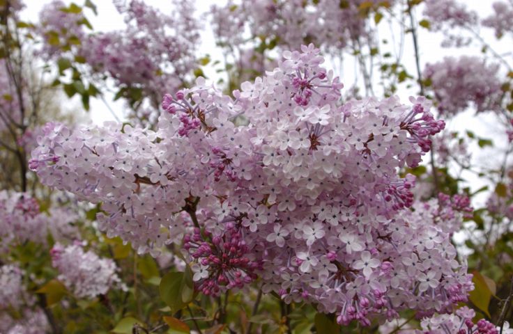 Picture Happy Mother's Day. Lilacs Highland Park. Fresh 1:05 p.m. May 9th 2004 POD.  - Rochester NY Picture Of The Day from RocPic.Com spring summer fall winter pictures photos images people buildings events concerts festivals photo image at new images daily Rochester New York Fall I Love NY I luv NY Rochester New York Jan 2004 POD Winter view picture photo image pictures photos images