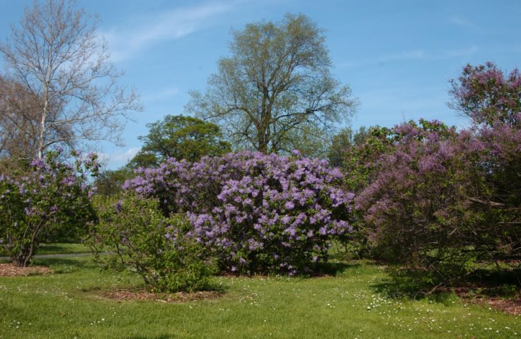 Picture The Scent Of Lilacs Was Heavy In The Air, And The Smell Was As Good As It Looks. Highland Park Rochester NY. 24 hour fresh 5:16 p.m. May 11th 2004 POD. - Rochester NY Picture Of The Day from RocPic.Com spring summer fall winter pictures photos images people buildings events concerts festivals photo image at new images daily Rochester New York Fall I Love NY I luv NY Rochester New York Jan 2004 POD Winter view picture photo image pictures photos images