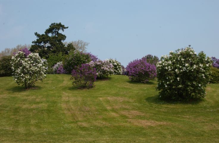 Picture Fri, May 14 The Lilac Festival Begins, and WBER presents the opening day concert at The Lilac Festival with Graham Colton and Mary Simon at the ES&L Stage located at the corner of South & Highland. The show starts at 5:00 P.M. and ends at 8:00 P.M.. Graham Colton will go on at 6:30 P.M.. The show is FREE! May 14th 2004 POD. - Rochester NY Picture Of The Day from RocPic.Com spring summer fall winter pictures photos images people buildings events concerts festivals photo image at new images daily Rochester New York Fall I Love NY I luv NY Rochester New York Jan 2004 POD Winter view picture photo image pictures photos images