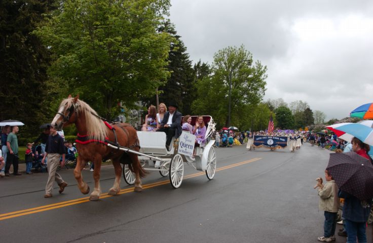 Picture It Rained On Our Parade! The Show Went On For The Thousands Who Came To See The Lilac Festival Parade And The Lilacs. The Lilac Festival Queen & Company Ride In The Horse Drawn Buggie. Fresh 11:11 a.m. May 15th 2004 POD. - Rochester NY Picture Of The Day from RocPic.Com spring summer fall winter pictures photos images people buildings events concerts festivals photo image at new images daily Rochester New York Fall I Love NY I luv NY Rochester New York Jan 2004 POD Winter view picture photo image pictures photos images