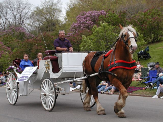 Picture Double T Stables Carriage Rides final official day of Lilac Festival 2003. Rochester NY Picture Of The Day from DigitalSter.Com & RocPic.Com spring summer fall winter pictures photos images people buildings events concerts festivals photo image at digitalster.com new images daily 2003 Rochester New York Spring I Love NY I luv NY Rochester New York May 18th 2003 POD spring view picture photo image pictures photos images