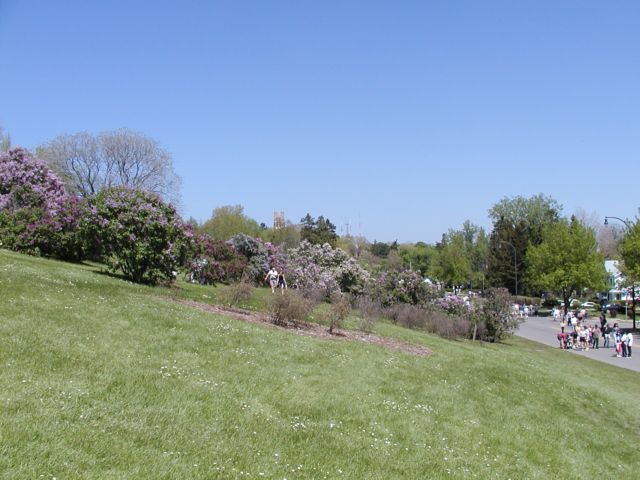 Picture The crowds are gone, but the Lilacs are in full bloom, this photo was shot Sunday, and Highland Park is as colorful as I have ever seen it. Lilac Festival 2003 is over, wake up and smell the flowers or go there after work! Rochester NY Picture Of The Day from DigitalSter.Com & RocPic.Com spring summer fall winter pictures photos images people buildings events concerts festivals photo image at digitalster.com new images daily 2003 Rochester New York Spring I Love NY I luv NY Rochester New York May 19th 2003 POD spring view picture photo image pictures photos images