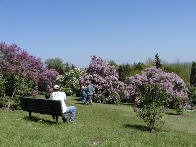 Picture Highland Park Lilacs Full Bloom Lilac Festival Rochester NY Picture Of The Day from DigitalSter.Com & RocPic.Com spring summer fall winter pictures photos images people buildings events concerts festivals photo image at digitalster.com new images daily 2003 Rochester New York Spring I Love NY I luv NY Rochester New York May 21st 2003 POD spring view picture photo image pictures photos images