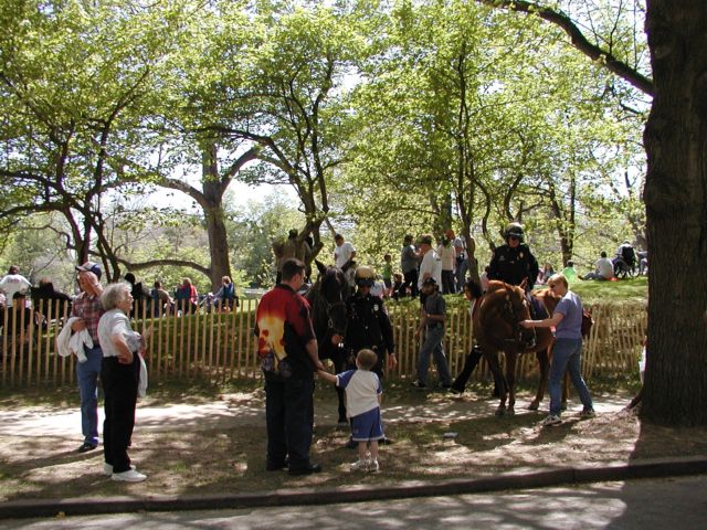 Picture Friendly Stars Of The Show Lilac Festival 2003. Rochester Mounted Police secure the area, while spreading good will. Rochester NY Picture Of The Day from DigitalSter.Com & RocPic.Com spring summer fall winter pictures photos images people buildings events concerts festivals photo image at digitalster.com new images daily 2003 Rochester New York Spring I Love NY I luv NY Rochester New York May 22nd 2003 POD spring view picture photo image pictures photos images