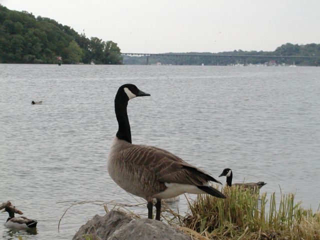 Picture Irondequoit Bay Rochester NY Picture Of The Day from DigitalSter.Com & RocPic.Com spring summer fall winter pictures photos images people buildings events concerts festivals photo image at digitalster.com new images daily 2003 Rochester New York Spring I Love NY I luv NY Rochester New York Jun 11th 2003 POD spring view picture photo image pictures photos images