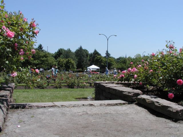 Picture  Maplewood Rose Festival Crowds Are Gone Roses Are Not. Driving Park At Lake Avenue. Rochester NY Picture Of The Day from DigitalSter.Com & RocPic.Com spring summer fall winter pictures photos images people buildings events concerts festivals photo image at digitalster.com new images daily 2003 Rochester New York Spring I Love NY I luv NY Rochester New York Jun 16th 2003 POD spring view picture photo image pictures photos images