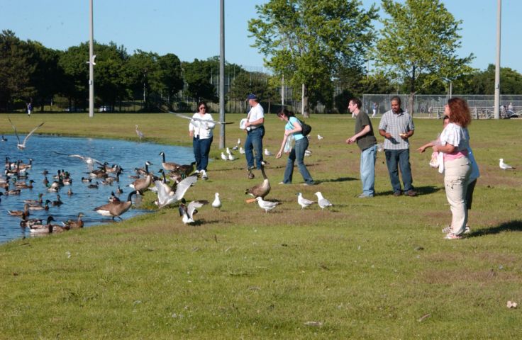 Picture - Visitors To Lake Riley In Cobb's Hill Park Feeding Birds. Fresh 5:54 PM. June 22nd 2005 POD. - Rochester NY Picture Of The Day from RocPic.Com spring summer fall winter pictures photos images people buildings events concerts festivals photo image at new images daily Rochester New York Fall I Love NY I luv NY Rochester New York 2005 POD view picture photo image pictures photos images