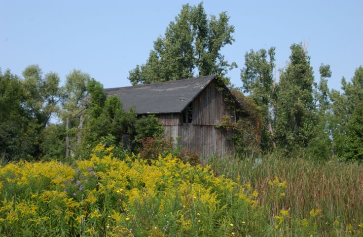 Picture - Going Home: Photo 9/11 12:30 PM Farmington NY... On my way home from the Canandaigua VA, which for a time was my home, I stopped to shoot this barn, on County RD #8 in Farmington NY, a place that used to be my home. - Rochester NY Picture Of The Day from RocPic.Com summer fall winter spring pictures photos images people buildings events concerts festivals photo image at digitalster.com new images daily 2003 Rochester New York Summer I Love NY I luv NY Rochester New York Sep 10th 2003 POD summer view picture photo image pictures photos images