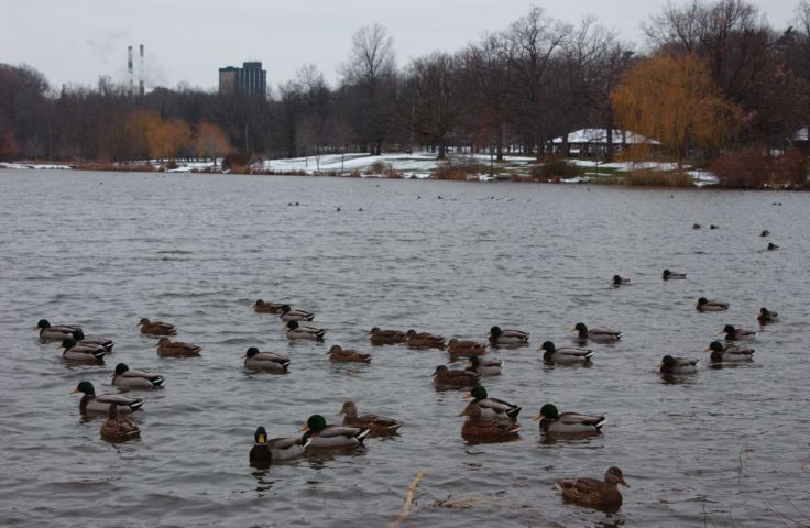 Picture - Fresh 9:30 AM Snow And Ducks Seneca Park Trout Pond Rochester New York - Rochester NY Picture Of The Day from RocPic.Com fall winter spring summer pictures photos images people buildings events concerts festivals photo image at new images daily Rochester New York Fall I Love NY I luv NY Rochester New York Nov 2003 POD fall view picture photo image pictures photos images