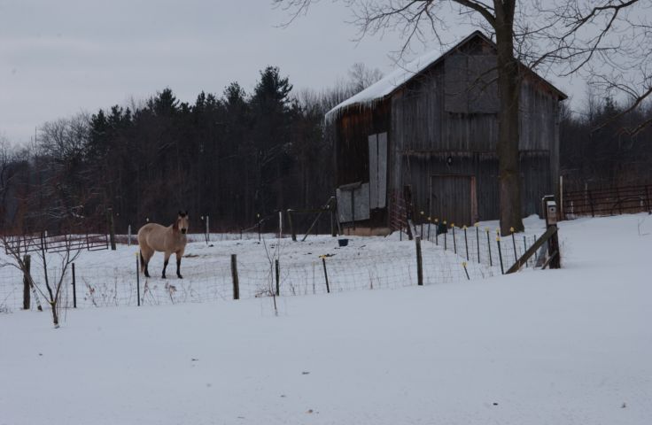 Picture A Horse Outside Of The Barn County Road # 4 Ontario County New York. 24 hour fresh 10:00 AM. Feb 6th 2004 RocPic.Com POD   - Rochester NY Picture Of The Day from RocPic.Com winter spring summer fall pictures photos images people buildings events concerts festivals photo image at new images daily Rochester New York Fall I Love NY I luv NY Rochester New York Jan 2004 POD Winter view picture photo image pictures photos images