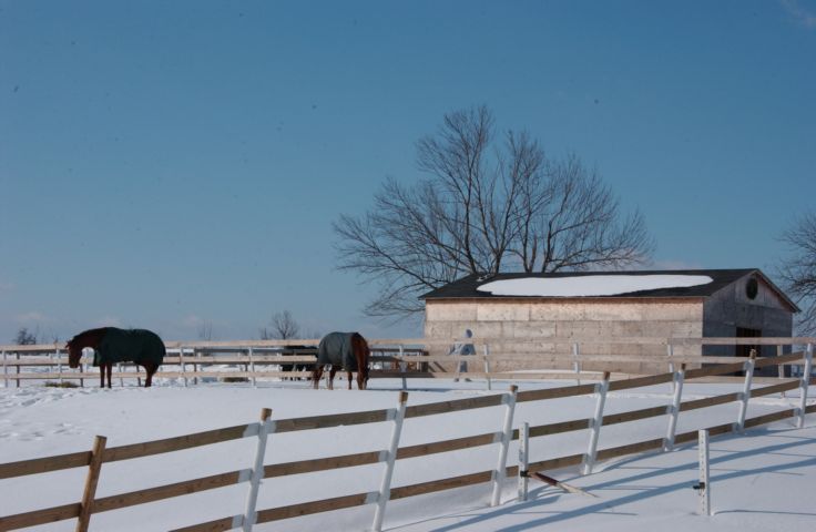 Picture Feeding the horses, County Road 4, Ontario County New York. 24 hour fresh 10:10 AM. RocPic.Com  Feb 14th 2004 POD. - Rochester NY Picture Of The Day from RocPic.Com winter spring summer fall pictures photos images people buildings events concerts festivals photo image at new images daily Rochester New York Fall I Love NY I luv NY Rochester New York Jan 2004 POD Winter view picture photo image pictures photos images