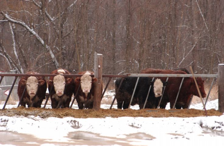 Picture Snow till the cows come home. Fresh 9:28 AM Palmyra NY. Mar 9th 2004 POD. - Rochester NY Picture Of The Day from RocPic.Com winter spring summer fall pictures photos images people buildings events concerts festivals photo image at new images daily Rochester New York Fall I Love NY I luv NY Rochester New York Jan 2004 POD Winter view picture photo image pictures photos images