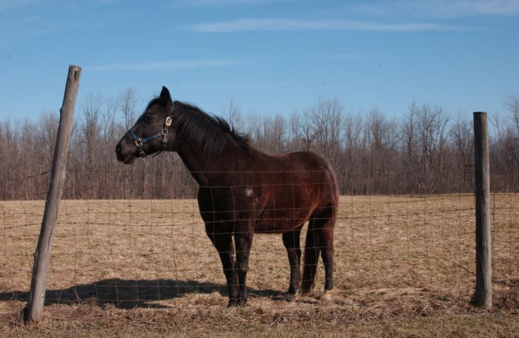 Picture Brown horse on the fast track to Spring. Rt. 96, Clifton Springs NY. Fresh 9:34 AM. Mar 11th 2004 POD. - Rochester NY Picture Of The Day from RocPic.Com winter spring summer fall pictures photos images people buildings events concerts festivals photo image at new images daily Rochester New York Fall I Love NY I luv NY Rochester New York Jan 2004 POD Winter view picture photo image pictures photos images