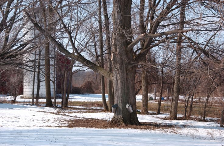 Picture Gathering Sap for Maple Syrup, Silver St. Clifton Springs NY. Fresh 9:50 AM 23rd 2004 POD. - Rochester NY Picture Of The Day from RocPic.Com winter spring summer fall pictures photos images people buildings events concerts festivals photo image at new images daily Rochester New York Fall I Love NY I luv NY Rochester New York Jan 2004 POD Winter view picture photo image pictures photos images