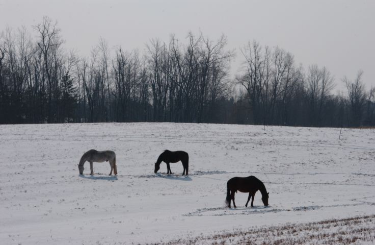 Picture Three horses grazing through the snow, Fass Rd. Manchester NY. Fresh 9:35 AM Mar 24th 2004 POD. - Rochester NY Picture Of The Day from RocPic.Com winter spring summer fall pictures photos images people buildings events concerts festivals photo image at new images daily Rochester New York Fall I Love NY I luv NY Rochester New York Jan 2004 POD Winter view picture photo image pictures photos images